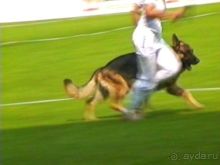 Поездка в Германию на автомобиле с немецкой овчаркой. Часть 6. Второй день Зигера в Карлсруэ