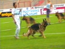 Поездка в Германию на автомобиле с немецкой овчаркой. Часть 6. Второй день Зигера в Карлсруэ