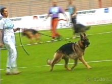 Поездка в Германию на автомобиле с немецкой овчаркой. Часть 6. Второй день Зигера в Карлсруэ