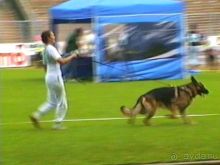 Поездка в Германию на автомобиле с немецкой овчаркой. Часть 6. Второй день Зигера в Карлсруэ