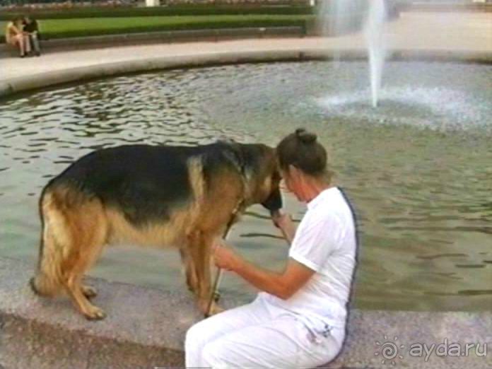 Поездка в Германию на автомобиле с немецкой овчаркой. Часть 6. Второй день Зигера в Карлсруэ
