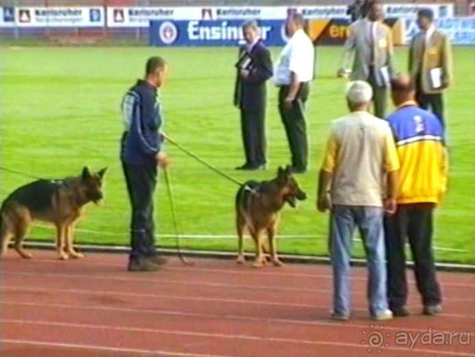 Поездка в Германию на автомобиле с немецкой овчаркой. Часть 6. Второй день Зигера в Карлсруэ