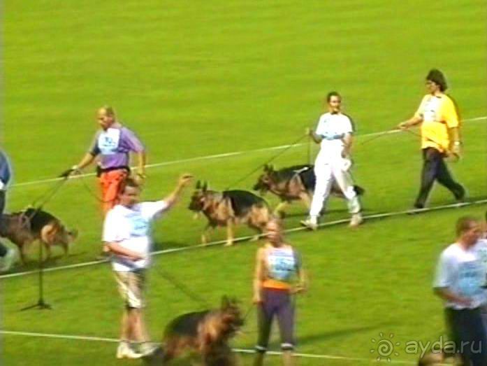 Поездка в Германию на автомобиле с немецкой овчаркой. Часть 6. Второй день Зигера в Карлсруэ