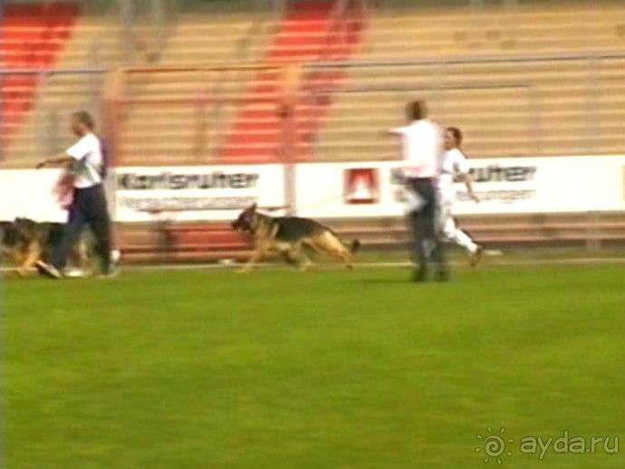Поездка в Германию на автомобиле с немецкой овчаркой. Часть 6. Второй день Зигера в Карлсруэ