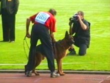 Поездка в Германию на автомобиле с немецкой овчаркой. Часть 6. Второй день Зигера в Карлсруэ