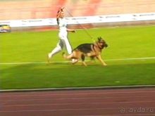 Поездка в Германию на автомобиле с немецкой овчаркой. Часть 6. Второй день Зигера в Карлсруэ