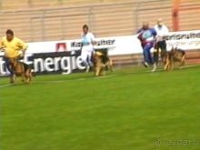 Поездка в Германию на автомобиле с немецкой овчаркой. Часть 6. Второй день Зигера в Карлсруэ