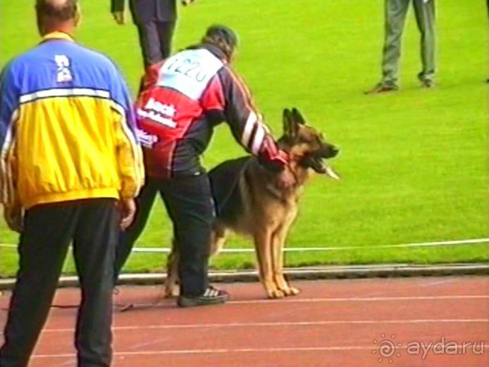 Поездка в Германию на автомобиле с немецкой овчаркой. Часть 6. Второй день Зигера в Карлсруэ