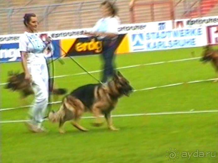 Поездка в Германию на автомобиле с немецкой овчаркой. Часть 6. Второй день Зигера в Карлсруэ