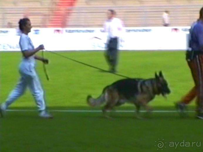 Поездка в Германию на автомобиле с немецкой овчаркой. Часть 6. Второй день Зигера в Карлсруэ