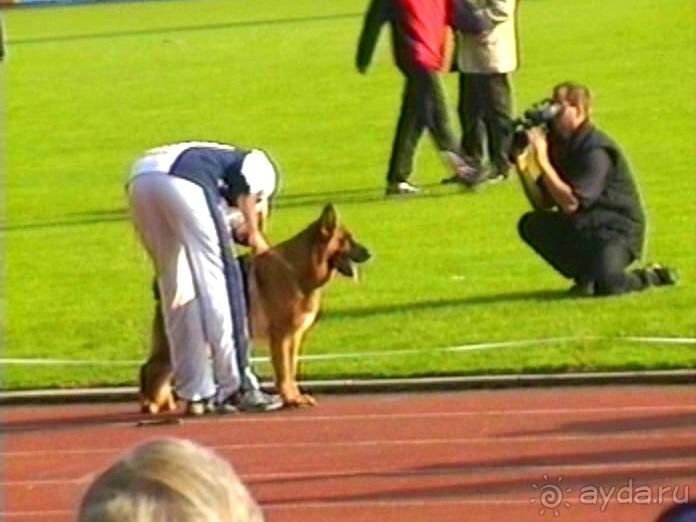 Поездка в Германию на автомобиле с немецкой овчаркой. Часть 6. Второй день Зигера в Карлсруэ