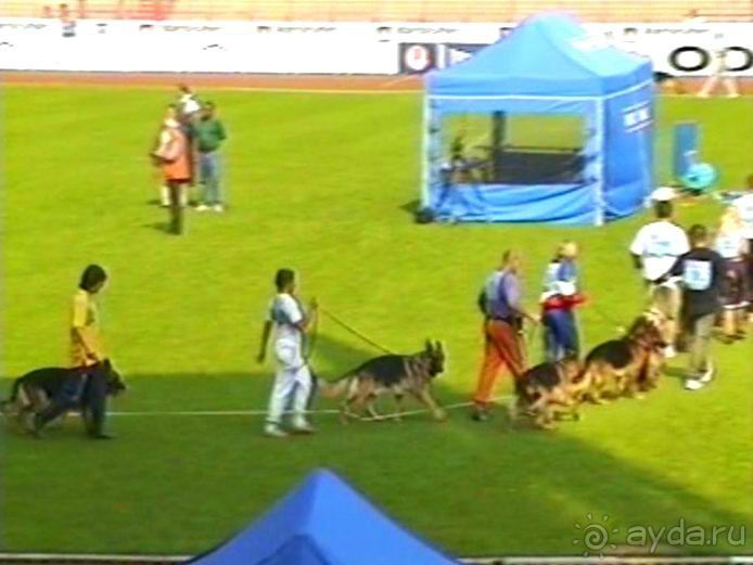 Поездка в Германию на автомобиле с немецкой овчаркой. Часть 6. Второй день Зигера в Карлсруэ