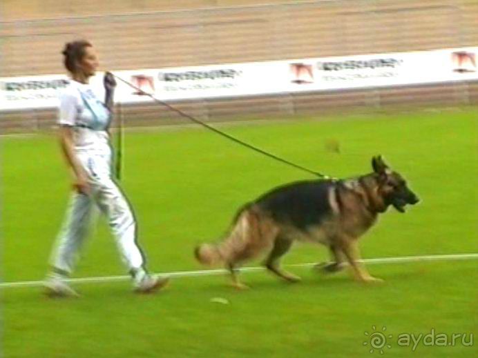 Поездка в Германию на автомобиле с немецкой овчаркой. Часть 6. Второй день Зигера в Карлсруэ