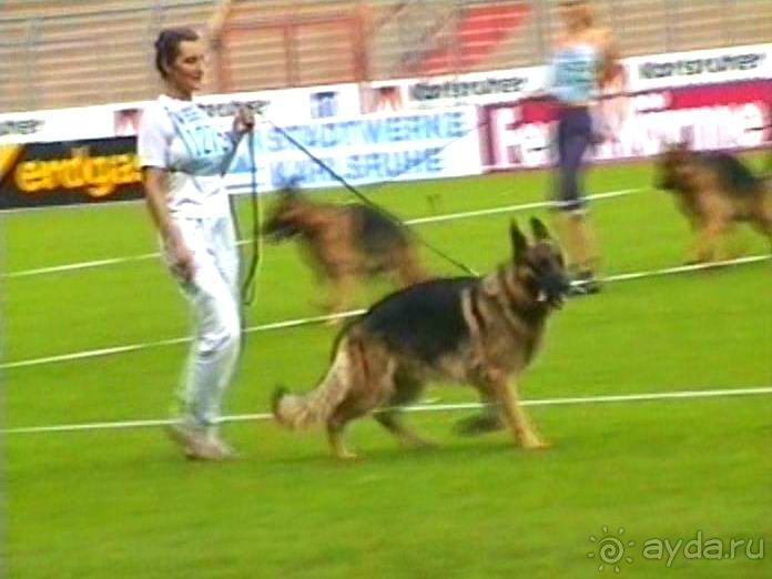 Поездка в Германию на автомобиле с немецкой овчаркой. Часть 6. Второй день Зигера в Карлсруэ