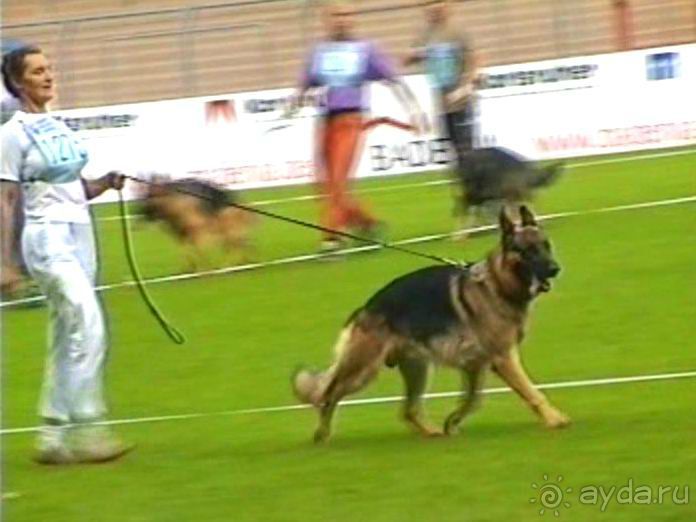Поездка в Германию на автомобиле с немецкой овчаркой. Часть 6. Второй день Зигера в Карлсруэ