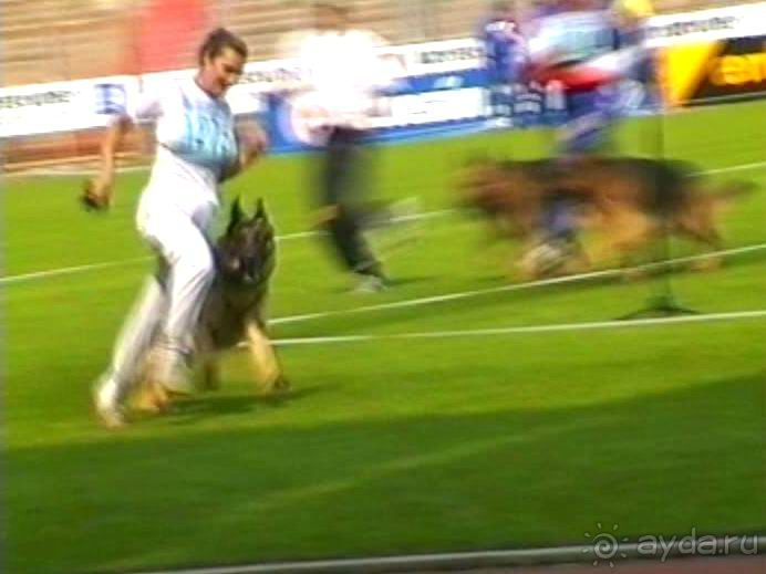 Поездка в Германию на автомобиле с немецкой овчаркой. Часть 6. Второй день Зигера в Карлсруэ