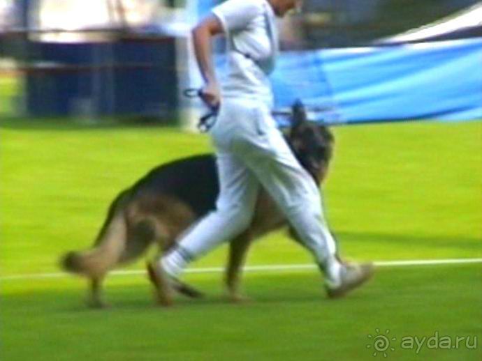 Поездка в Германию на автомобиле с немецкой овчаркой. Часть 6. Второй день Зигера в Карлсруэ