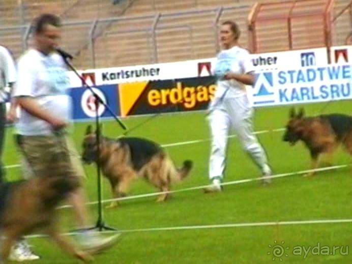 Поездка в Германию на автомобиле с немецкой овчаркой. Часть 6. Второй день Зигера в Карлсруэ