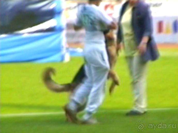 Поездка в Германию на автомобиле с немецкой овчаркой. Часть 6. Второй день Зигера в Карлсруэ