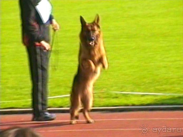 Поездка в Германию на автомобиле с немецкой овчаркой. Часть 6. Второй день Зигера в Карлсруэ