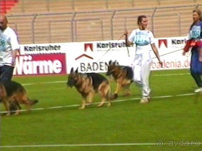 Поездка в Германию на автомобиле с немецкой овчаркой. Часть 6. Второй день Зигера в Карлсруэ