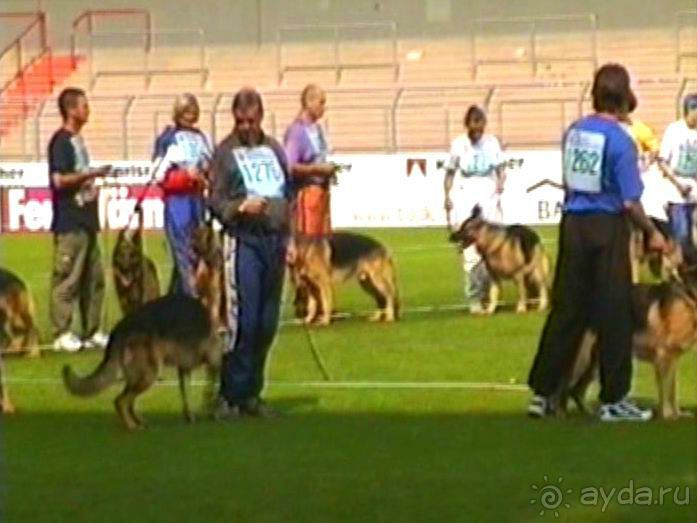 Поездка в Германию на автомобиле с немецкой овчаркой. Часть 6. Второй день Зигера в Карлсруэ