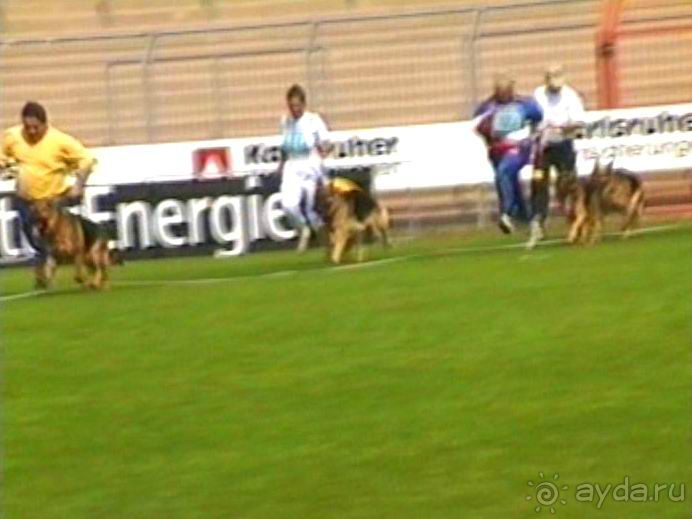 Поездка в Германию на автомобиле с немецкой овчаркой. Часть 6. Второй день Зигера в Карлсруэ