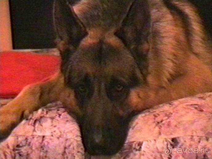 Вторая поездка в Германию на автомобиле: Белоруссия и Польша