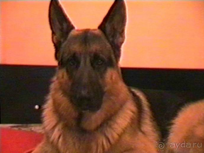 Вторая поездка в Германию на автомобиле: Белоруссия и Польша