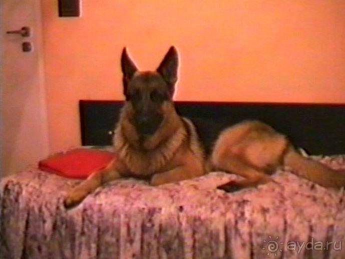 Вторая поездка в Германию на автомобиле: Белоруссия и Польша