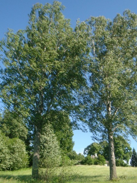 В Михайловское по Пушкинским местам