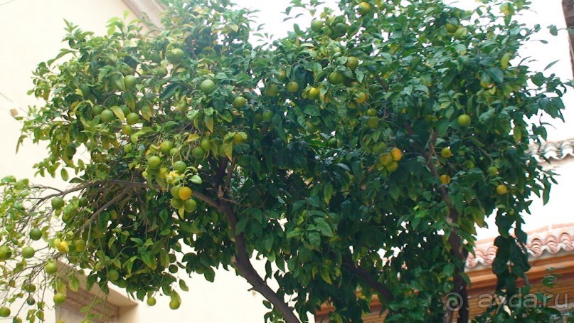 Альбом отзыва "Греция часть 4: Однодневный морской круиз к Сароническим островам - Идра"