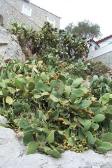 Альбом отзыва "Греция часть 4: Однодневный морской круиз к Сароническим островам - Идра"