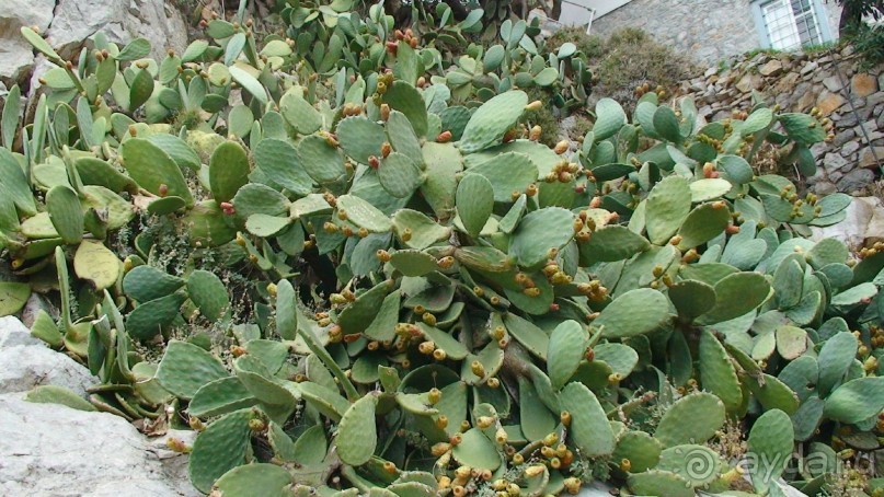 Греция часть 4: Однодневный морской круиз к Сароническим островам - Идра