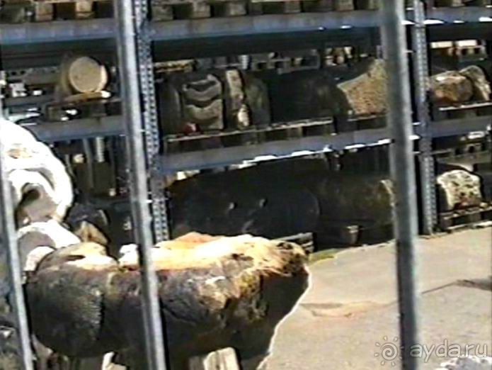 Впервые на машине в Германию с овчаркой Саксония и Дрезден