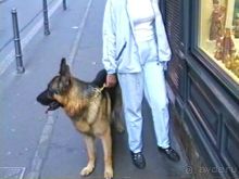 Поездка в Германию на автомобиле с немецкой овчаркой. Часть 7. Страсбург.