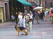 Поездка в Германию на автомобиле с немецкой овчаркой. Часть 7. Страсбург.