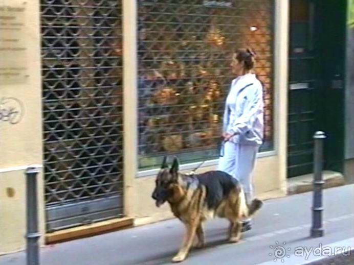 Поездка в Германию на автомобиле с немецкой овчаркой. Часть 7. Страсбург.