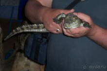 Египет часть 8: Асуан: экскурсия в Ботанический сад на острове Китченера и Нубийскую деревню