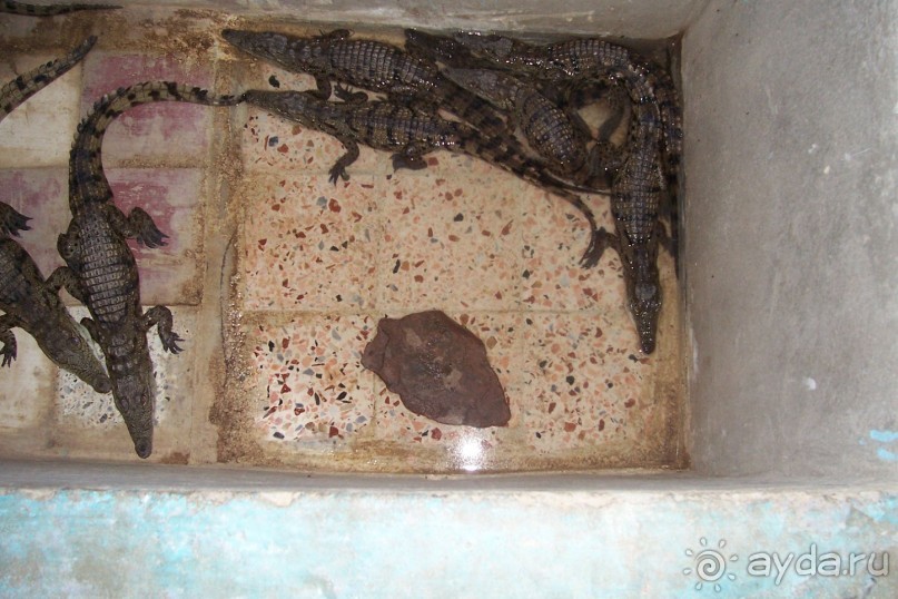 Египет часть 8: Асуан: экскурсия в Ботанический сад на острове Китченера и Нубийскую деревню