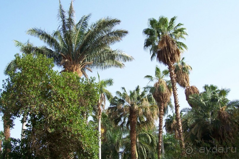 Египет часть 8: Асуан: экскурсия в Ботанический сад на острове Китченера и Нубийскую деревню