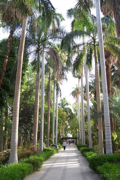 Египет часть 8: Асуан: экскурсия в Ботанический сад на острове Китченера и Нубийскую деревню