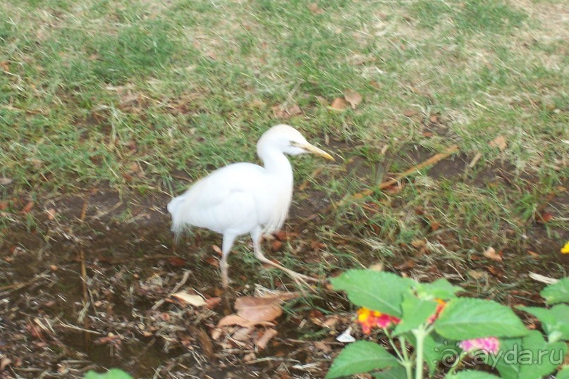 Египет часть 8: Асуан: экскурсия в Ботанический сад на острове Китченера и Нубийскую деревню