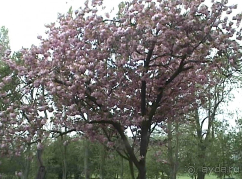 Дарэм и Дарлингтон