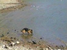 Альбом отзыва "Окончание Зигера в Дюссельдорфе и возвращение домой"