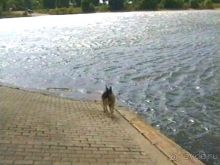 Альбом отзыва "Окончание Зигера в Дюссельдорфе и возвращение домой"