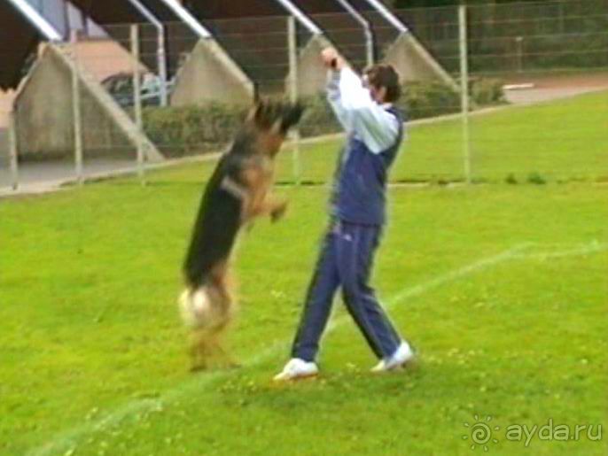 Окончание Зигера в Дюссельдорфе и возвращение домой