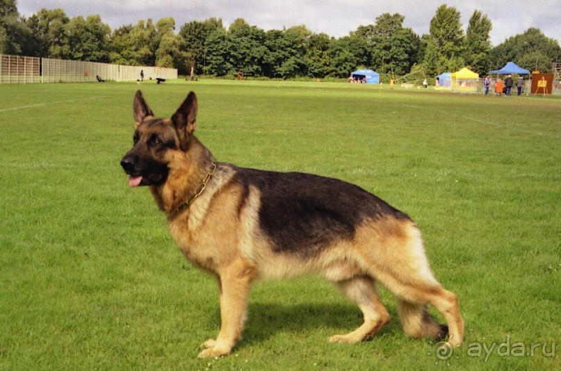 Окончание Зигера в Дюссельдорфе и возвращение домой