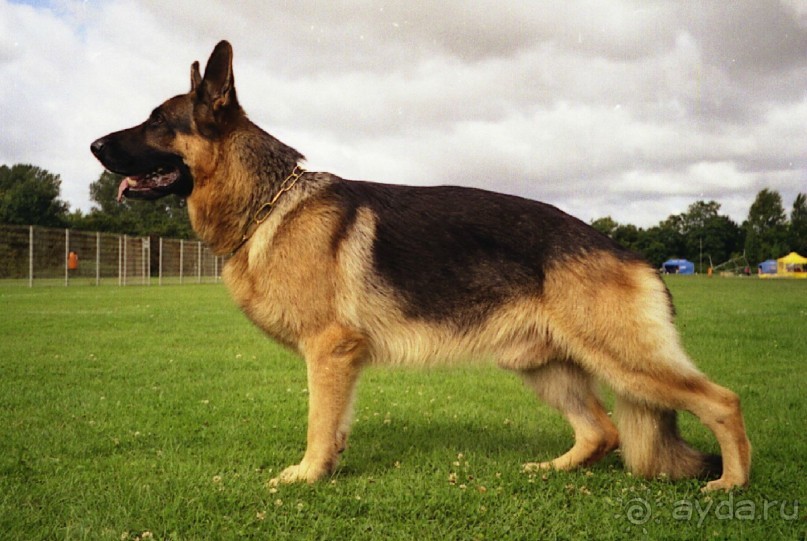 Окончание Зигера в Дюссельдорфе и возвращение домой