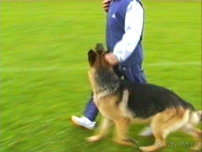 Окончание Зигера в Дюссельдорфе и возвращение домой